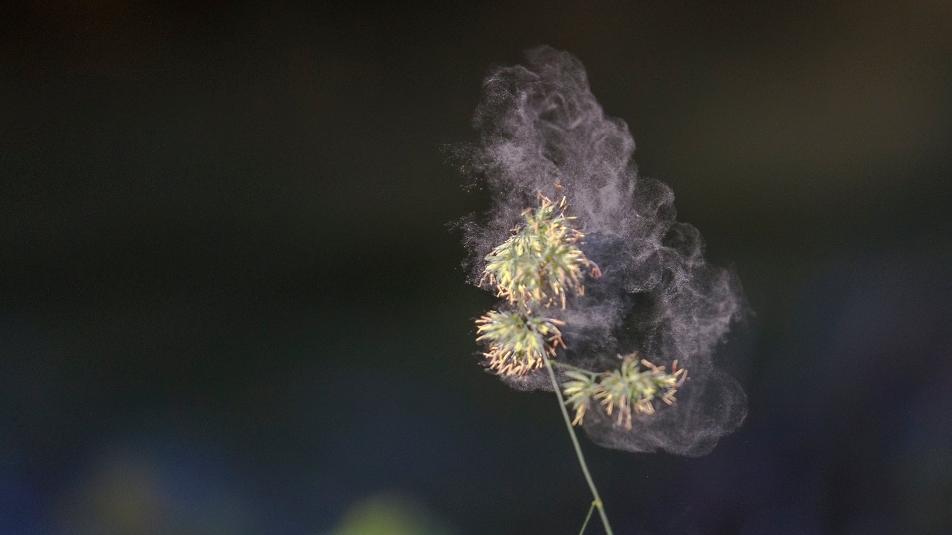 Nature’s Solutions for Hay Fever