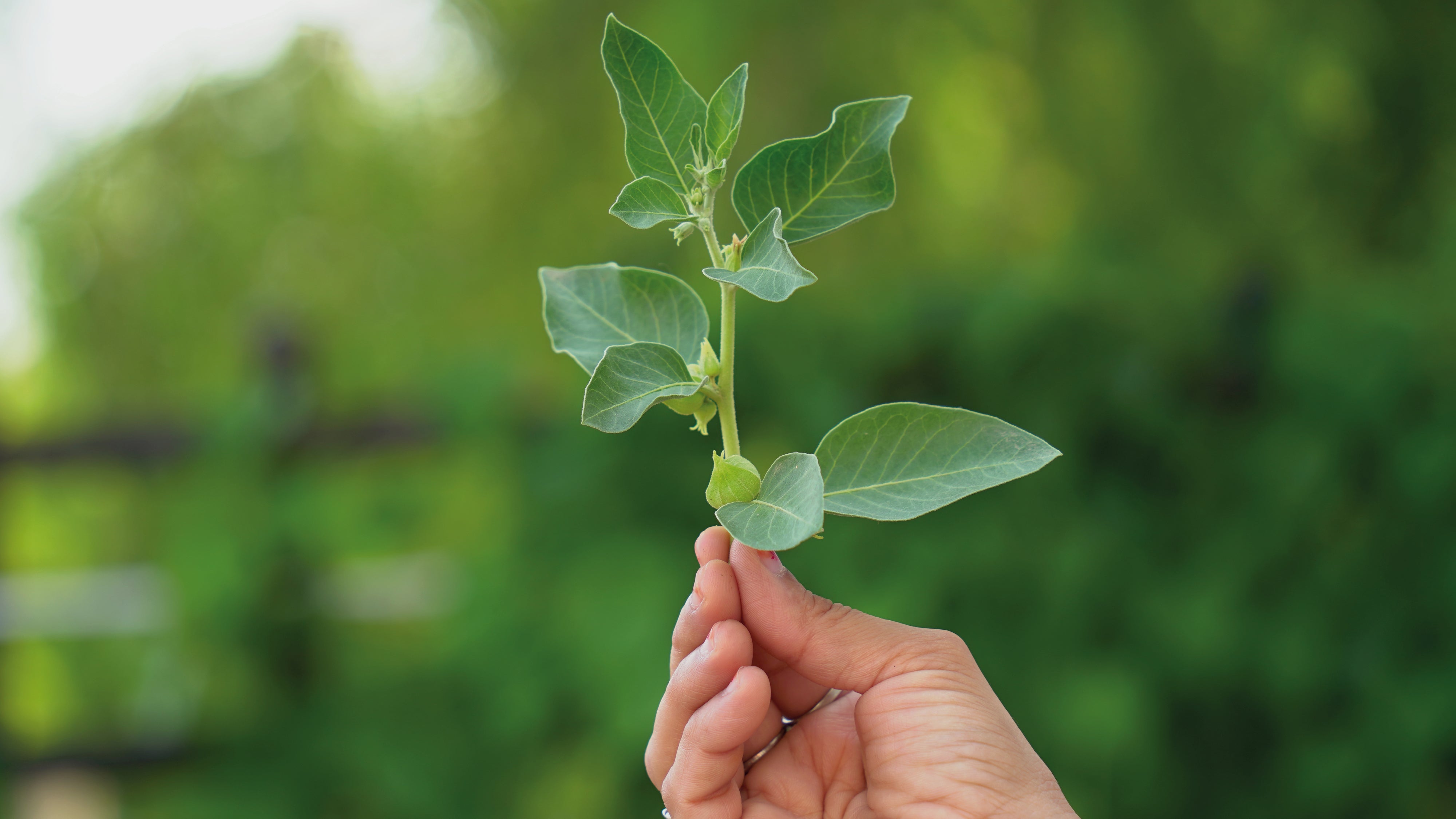 Natures secret remedies for stress