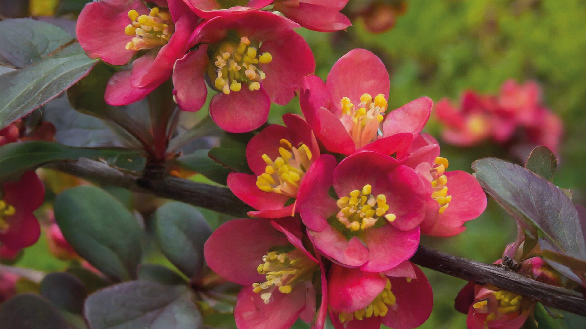 The Benefits of Berberine