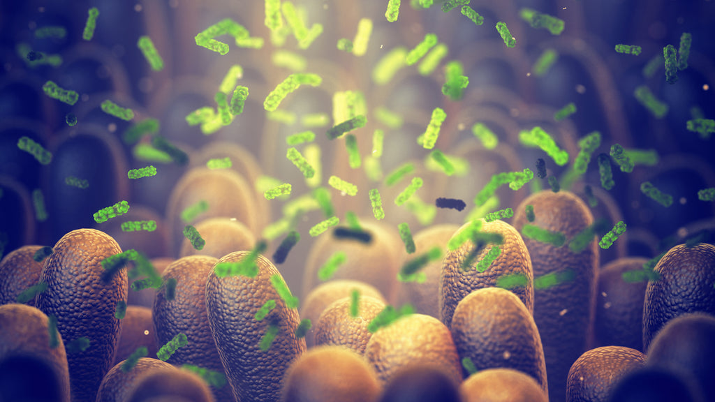 Why your microbiome could be your most important health asset…