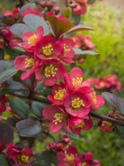 Philip Weeks BIOME D-TOX plant