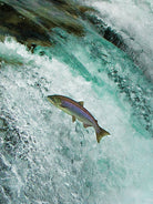 Philip Weeks Wild Alaskan Salmon Oil fish