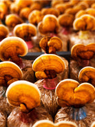 Philip Weeks REISHI MUSHROOM EXTRACT mushrooms