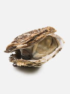 Philip Weeks Sea Zinc oyster