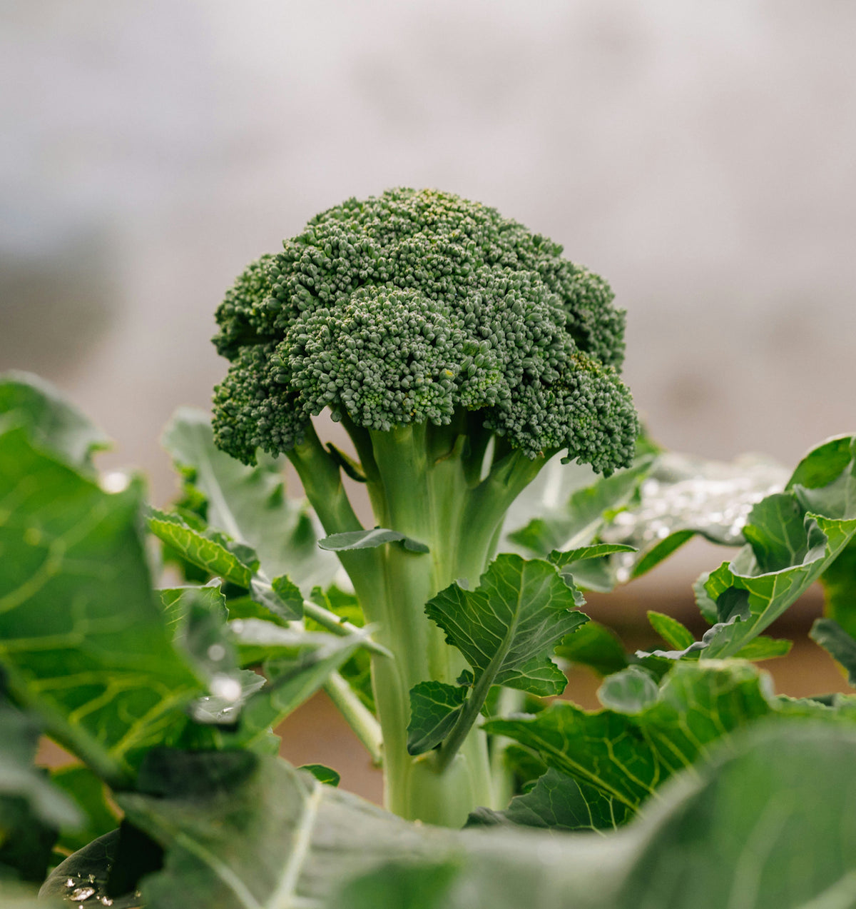 HealthHub_Guides_Detox_3_Green_Vegetables_Sulforaphane